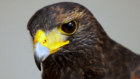 A hawk at the 67th Annual, where two members spoke on falconry and its leatherwork, May 2017