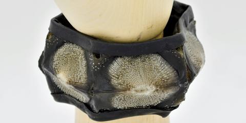 Sturgeon Leather Bracelet by Julien Jans — photograph 1