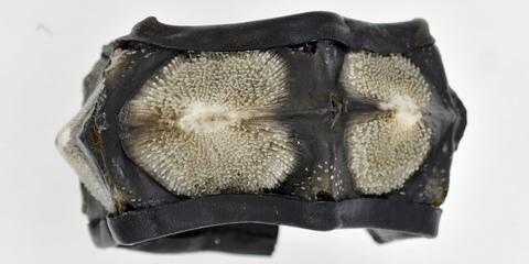 Sturgeon Leather Bracelet by Julien Jans — photograph 6